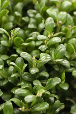 Ilex crenata 'Convexa' - 40-60 CM C3 - image 1