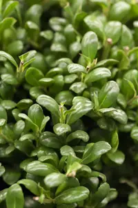 Ilex crenata 'Convexa' - 40-60 CM C3 - image 1