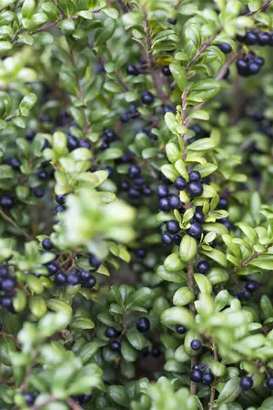 Ilex crenata 'Convexa' - 40-60 CM C3 - image 4