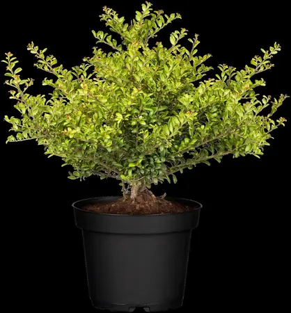 Ilex crenata 'Convexa' - 40-45 CM BALL C15 - image 5