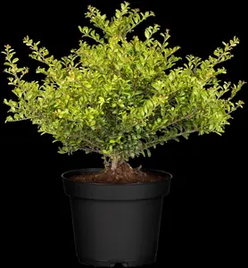Ilex crenata 'Convexa' - 40-45 CM BALL C15 - image 5