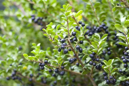 Ilex crenata 'Convexa' - 40-60 CM C3 - image 5