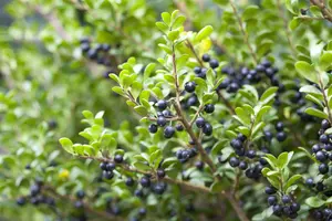 Ilex crenata 'Convexa' - 40-60 CM C3 - image 5