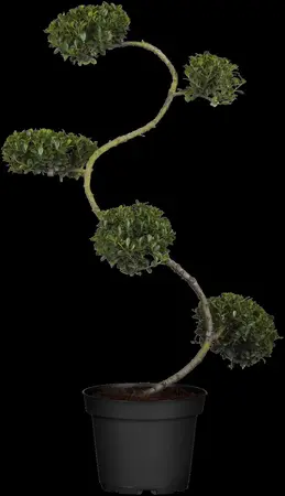 Ilex crenata 'Convexa' - 2 Ltr pot - image 4
