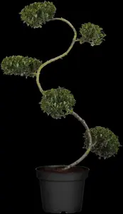 Ilex crenata 'Convexa' - 2 Ltr pot - image 4