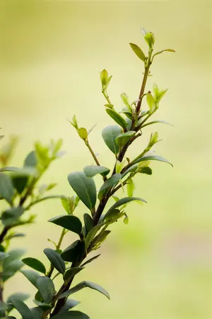 Ilex crenata 'Dark Green'? - 50 CM STEM C18 - image 4