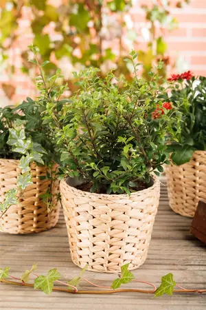 Ilex crenata 'Dark Green'? - 30-35 CM BALL C7.5 - image 4