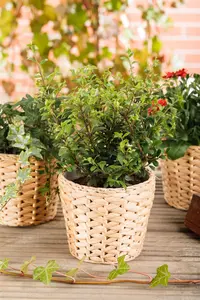 Ilex crenata 'Dark Green'? - 30-35 CM BALL C7.5 - image 4