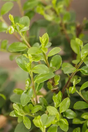 Ilex crenata 'Dark Green'? - 30-35 CM BALL C7.5 - image 5