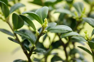 Ilex crenata 'Dark Green'? - PON PON 160-180 CM C45 - image 5