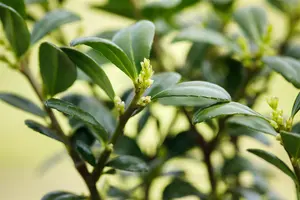 Ilex crenata 'Dark Green'? - 4-pack(9 cm pots) - image 5