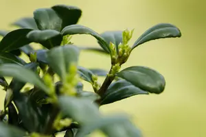 Ilex crenata 'Dark Green'? - 30-35 CM BALL C7.5 - image 3