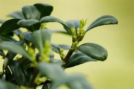 Ilex crenata 'Dark Green'? - CONE H 80-100 CM C15 - image 3