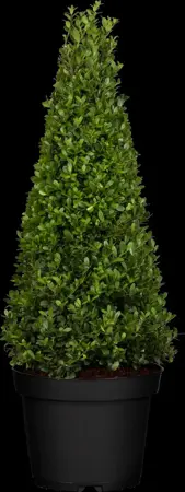 Ilex crenata 'Dark Green'? - PON PON 160-180 CM C45 - image 1