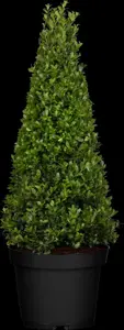 Ilex crenata 'Dark Green'? - PON PON 160-180 CM C45 - image 5