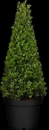 Ilex crenata 'Dark Green'? - 4-pack(9 cm pots) - image 1
