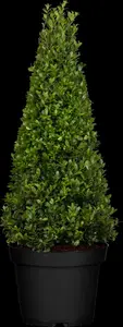 Ilex crenata 'Dark Green'? - 30 CM BALL C7.5 - image 5