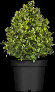 Ilex crenata 'Dark Green'? - 90-100 CM SPIRAL D12 - image 2