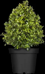 Ilex crenata 'Dark Green'? - 4-pack(9 cm pots) - image 2