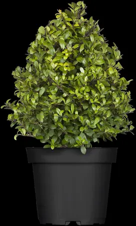 Ilex crenata 'Dark Green'? - 50 CM BALL C20 - image 2