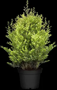 Ilex crenata 'Dark Green'? - 4-pack(9 cm pots) - image 3