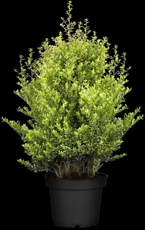 Ilex crenata 'Dark Green'? - 50 CM BALL C20 - image 3