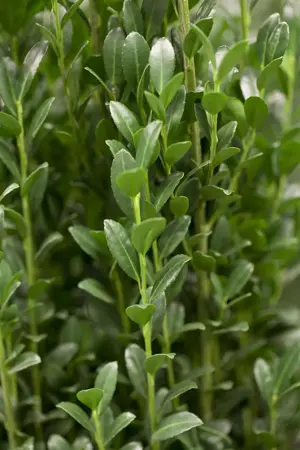 Ilex crenata 'Fastigiata' - 2.5 Ltr pot - image 1