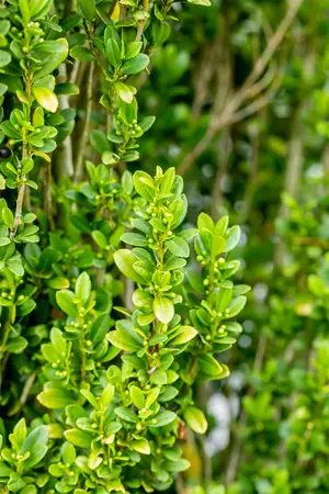 Ilex crenata 'Fastigiata' - 80-100 CM C20 - image 5