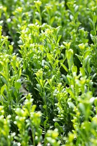 Ilex crenata 'Fastigiata' - 100-125 CM C20 - image 3