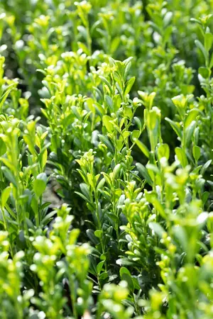 Ilex crenata 'Fastigiata' - LINERS 18 CEL TRAY P9 SIZE - image 3