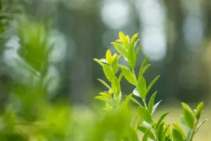 Ilex crenata 'Fastigiata' - 2.5 Ltr pot - image 5