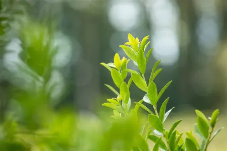 Ilex crenata 'Fastigiata' - 80-100 CM C20 - image 2