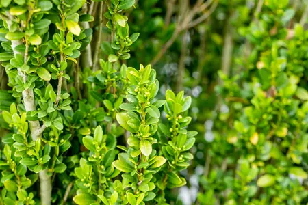 Ilex crenata 'Fastigiata' - 100-125 CM C20 - image 4