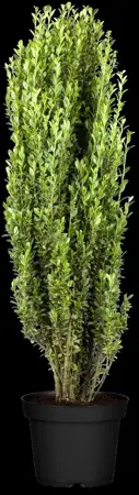 Ilex crenata 'Fastigiata' - 2.5 Ltr pot - image 2