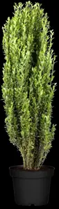 Ilex crenata 'Fastigiata' - 80-100 CM C18 - image 2