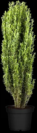 Ilex crenata 'Fastigiata' - 20-30 CM C2 - image 2