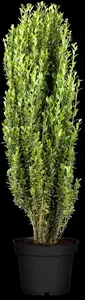 Ilex crenata 'Fastigiata' - 80-100 CM C15 - image 2