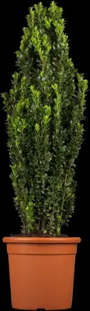 Ilex crenata 'Fastigiata' - 2.5 Ltr pot - image 4