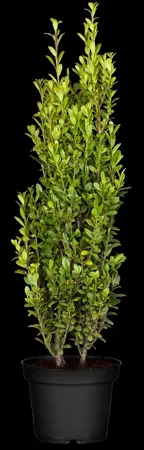 Ilex crenata 'Fastigiata' - 2.5 Ltr pot - image 3