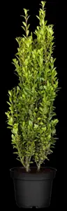 Ilex crenata 'Fastigiata' - 2.5 Ltr pot - image 3