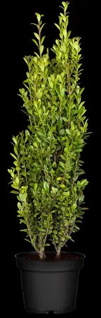 Ilex crenata 'Fastigiata' - 20-30 CM C2 - image 3