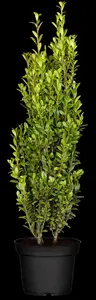 Ilex crenata 'Fastigiata' - 20-30 CM C2 - image 3