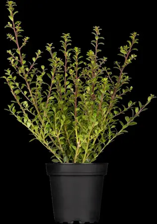 Ilex crenata 'Glory Dwarf' - 40-50 CM C7.5 - image 1