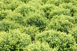 Ilex crenata 'Glory Dwarf' - 40-50 CM C7.5 - image 2