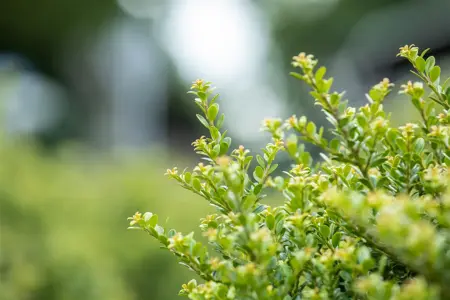 Ilex crenata 'Glory Dwarf' - 40-50 CM C7.5 - image 3