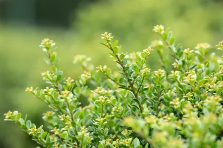 Ilex crenata 'Glory Dwarf' - 40-50 CM C7.5 - image 4