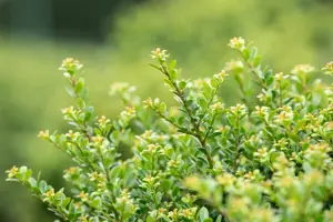 Ilex crenata 'Glory Dwarf' - 40-50 CM C7.5 - image 4