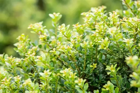 Ilex crenata 'Glory Dwarf' - 40-50 CM C7.5 - image 5