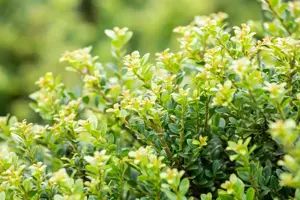Ilex crenata 'Glory Dwarf' - 40-50 CM C7.5 - image 5