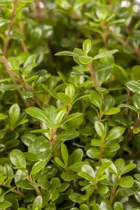 Ilex crenata 'Glory Gem' - 55 CM BALL C35 - image 5